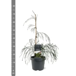 Chamaecyparis Lawsoniana Drooping Solo - Pot 3 Ltr -Aanbiedingen Boom Licht Winkel 1969858542
