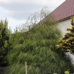 Chamaecyparis Lawsoniana Drooping Solo - Pot 3 Ltr -Aanbiedingen Boom Licht Winkel 1969858545