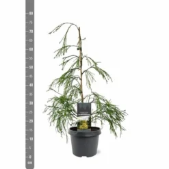 Chamaecyparis Lawsoniana Golden Sprinklers - Pot 3 Ltr -Aanbiedingen Boom Licht Winkel 1969862994