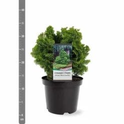 Chamaecyparis Obtusa Nana Gracilis - Totale Hoogte 30-35 Cm - Pot Ø 19 Cm - 3 Ltr -Aanbiedingen Boom Licht Winkel 1969863078