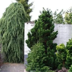 Chamaecyparis Obtusa Nana Gracilis - Totale Hoogte 30-35 Cm - Pot Ø 19 Cm - 3 Ltr -Aanbiedingen Boom Licht Winkel 1969863087