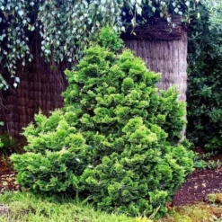 Chamaecyparis Obtusa Nana Gracilis - Totale Hoogte 30-35 Cm - Pot Ø 19 Cm - 3 Ltr -Aanbiedingen Boom Licht Winkel 1969863090