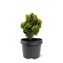 Chamaecyparis Obtusa Nana Aurea - Pot 3 Ltr