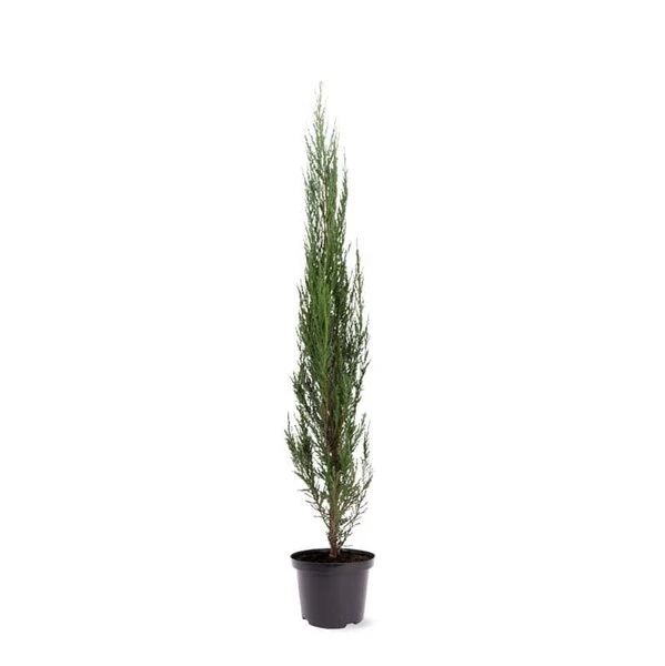 Juniperus Scopulorum Blue Arrow - Totale Hoogte 110-130 Cm - Pot Ø 23 Cm 1 Juniperus Scopulorum Blue Arrow - Totale Hoogte 110-130 Cm - Pot Ø 23 Cm