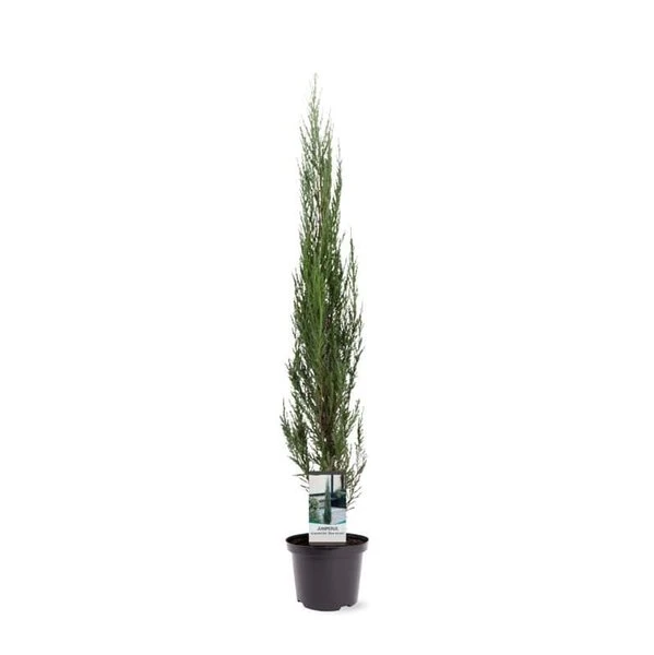 Juniperus Scopulorum Blue Arrow - Totale Hoogte 110-130 Cm - Pot Ø 23 Cm 2 Juniperus Scopulorum Blue Arrow - Totale Hoogte 110-130 Cm - Pot Ø 23 Cm - Afbeelding 2