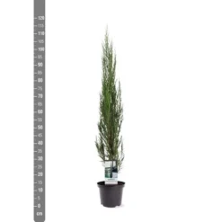 Juniperus Scopulorum Blue Arrow - Totale Hoogte 110-130 Cm - Pot Ø 23 Cm 11 Juniperus Scopulorum Blue Arrow - Totale Hoogte 110-130 Cm - Pot Ø 23 Cm -Aanbiedingen Boom Licht Winkel 1969935201