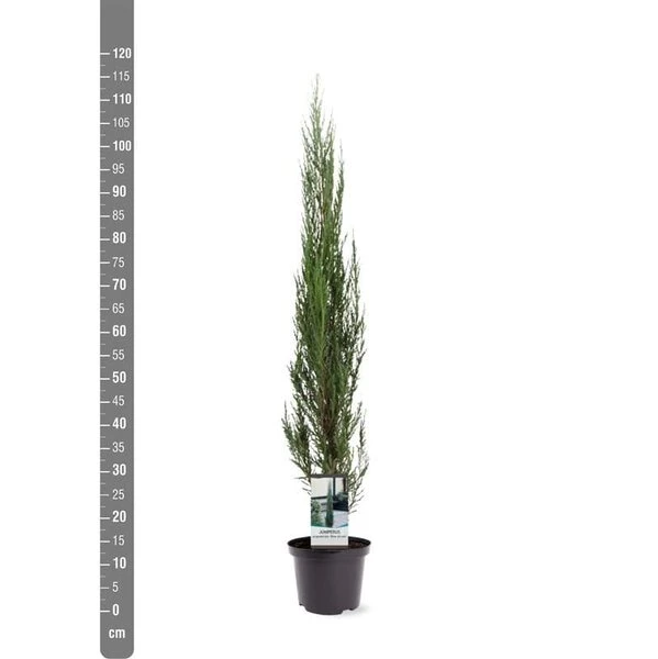 Juniperus Scopulorum Blue Arrow - Totale Hoogte 110-130 Cm - Pot Ø 23 Cm 3 Juniperus Scopulorum Blue Arrow - Totale Hoogte 110-130 Cm - Pot Ø 23 Cm - Afbeelding 3