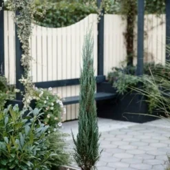 Juniperus Scopulorum Blue Arrow - Totale Hoogte 110-130 Cm - Pot Ø 23 Cm 13 Juniperus Scopulorum Blue Arrow - Totale Hoogte 110-130 Cm - Pot Ø 23 Cm -Aanbiedingen Boom Licht Winkel 1969935207