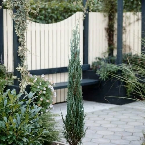 Juniperus Scopulorum Blue Arrow - Totale Hoogte 110-130 Cm - Pot Ø 23 Cm 5 Juniperus Scopulorum Blue Arrow - Totale Hoogte 110-130 Cm - Pot Ø 23 Cm - Afbeelding 5