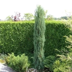 Juniperus Scopulorum Blue Arrow - Totale Hoogte 110-130 Cm - Pot Ø 23 Cm 14 Juniperus Scopulorum Blue Arrow - Totale Hoogte 110-130 Cm - Pot Ø 23 Cm -Aanbiedingen Boom Licht Winkel 1969935210