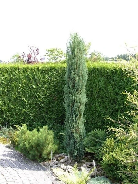 Juniperus Scopulorum Blue Arrow - Totale Hoogte 110-130 Cm - Pot Ø 23 Cm 6 Juniperus Scopulorum Blue Arrow - Totale Hoogte 110-130 Cm - Pot Ø 23 Cm - Afbeelding 6