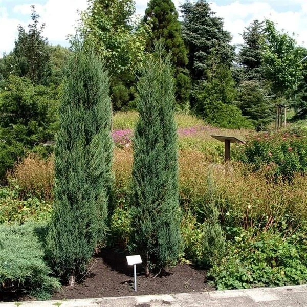 Juniperus Scopulorum Blue Arrow - Totale Hoogte 110-130 Cm - Pot Ø 23 Cm 7 Juniperus Scopulorum Blue Arrow - Totale Hoogte 110-130 Cm - Pot Ø 23 Cm - Afbeelding 7