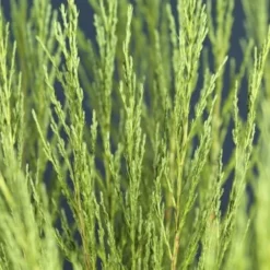 Juniperus Scopulorum Blue Arrow - Totale Hoogte 110-130 Cm - Pot Ø 23 Cm 16 Juniperus Scopulorum Blue Arrow - Totale Hoogte 110-130 Cm - Pot Ø 23 Cm -Aanbiedingen Boom Licht Winkel 1969935216