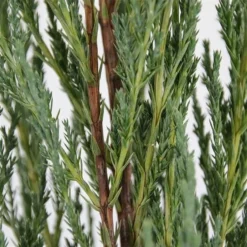 Juniperus Scopulorum Blue Arrow - Totale Hoogte 110-130 Cm - Pot Ø 23 Cm 17 Juniperus Scopulorum Blue Arrow - Totale Hoogte 110-130 Cm - Pot Ø 23 Cm -Aanbiedingen Boom Licht Winkel 1969935219