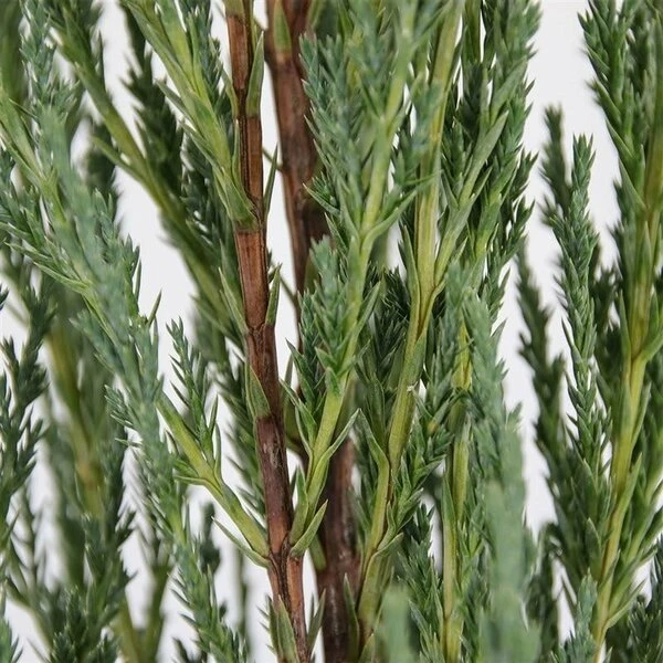 Juniperus Scopulorum Blue Arrow - Totale Hoogte 110-130 Cm - Pot Ø 23 Cm 9 Juniperus Scopulorum Blue Arrow - Totale Hoogte 110-130 Cm - Pot Ø 23 Cm - Afbeelding 9