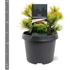 Pinus Mugo Carstens Wintergold - Pot 3 Ltr -Aanbiedingen Boom Licht Winkel 1969939602