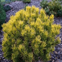 Pinus Mugo Carstens Wintergold - Pot 3 Ltr -Aanbiedingen Boom Licht Winkel 1969939611