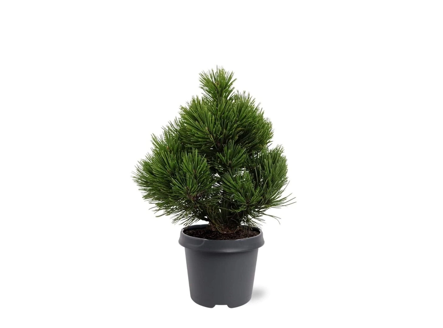 Pinus Heldreichii Compact Gem - Pot 5 Ltr 1 Pinus Heldreichii Compact Gem - Pot 5 Ltr