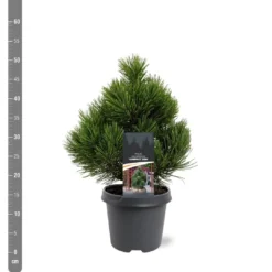 Pinus Heldreichii Compact Gem - Pot 5 Ltr 7 Pinus Heldreichii Compact Gem - Pot 5 Ltr -Aanbiedingen Boom Licht Winkel 1969996521