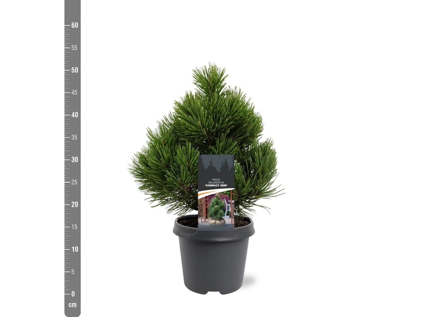 Pinus Heldreichii Compact Gem - Pot 5 Ltr 3 Pinus Heldreichii Compact Gem - Pot 5 Ltr - Afbeelding 3