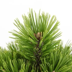 Pinus Heldreichii Compact Gem - Pot 5 Ltr 8 Pinus Heldreichii Compact Gem - Pot 5 Ltr -Aanbiedingen Boom Licht Winkel 1969996524