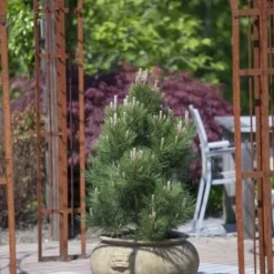 Pinus Heldreichii Compact Gem - Pot 5 Ltr 9 Pinus Heldreichii Compact Gem - Pot 5 Ltr -Aanbiedingen Boom Licht Winkel 1969996527