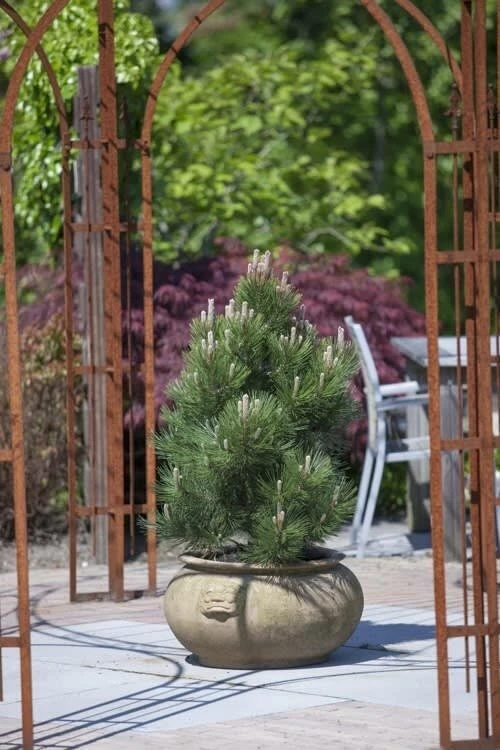 Pinus Heldreichii Compact Gem - Pot 5 Ltr 5 Pinus Heldreichii Compact Gem - Pot 5 Ltr - Afbeelding 5