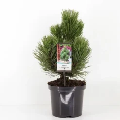 Pinus Heldreichii Compact Gem - Totale Hoogte 40-50 Cm - Pot 3 Ltr