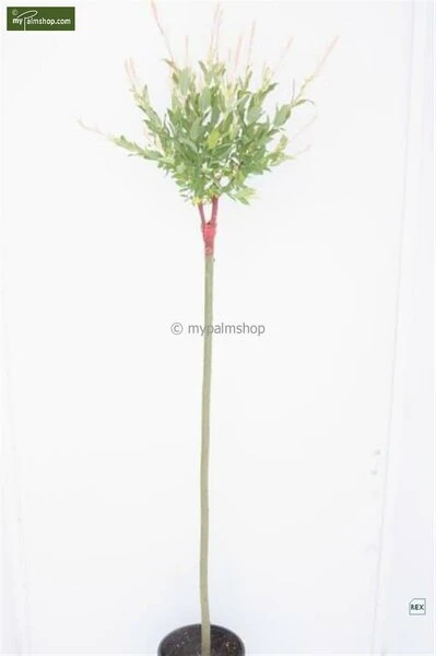 Salix Hakuro Nishiki - Pot 5 Ltr 1 Salix Hakuro Nishiki - Pot 5 Ltr