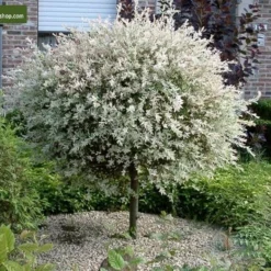 Salix Hakuro Nishiki - Pot 5 Ltr 5 Salix Hakuro Nishiki - Pot 5 Ltr -Aanbiedingen Boom Licht Winkel 1970000814