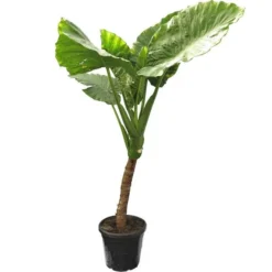 Alocasia Macrorrhizos - Pot Ø 45 Cm [pallet]