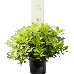 Pittosporum Tobira 'Nanum' - Totale Hoogte 30-50 Cm - Pot 3 Ltr