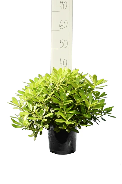Pittosporum Tobira 'Nanum' - Totale Hoogte 30-50 Cm - Pot 3 Ltr 1 Pittosporum Tobira 'Nanum' - Totale Hoogte 30-50 Cm - Pot 3 Ltr