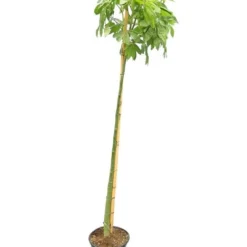 Ceiba Speciosa - Pot Ø 28 Cm [pallet]