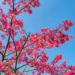 Ceiba Speciosa - Pot Ø 28 Cm [pallet] -Aanbiedingen Boom Licht Winkel 1971266721