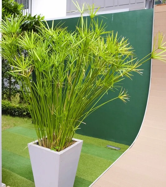 Cyperus Papyrus Nana - Pot Ø 30 Cm 1 Cyperus Papyrus Nana - Pot Ø 30 Cm