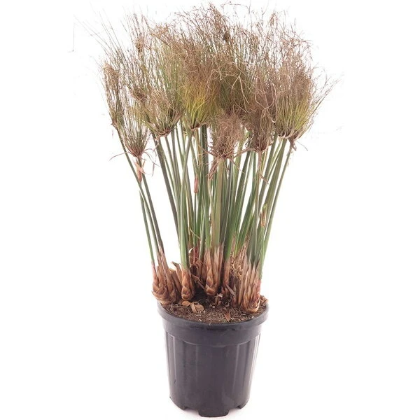 Cyperus Papyrus Nana - Pot Ø 30 Cm 2 Cyperus Papyrus Nana - Pot Ø 30 Cm - Afbeelding 2