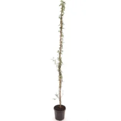 Rosal Banksiae - Pot Ø 22 Cm