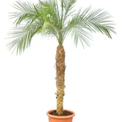 Phoenix Roebelenii - Stam 100-120 Cm [pallet]