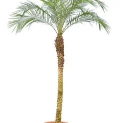 Phoenix Roebelenii - Stam 120-140 Cm - Totale Hoogte 200+ Cm - Pot Ø 45 Cm [pallet]