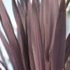 Cordyline Australis Atropurpurea - Pot Ø 26 Cm