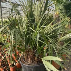 Rhapidophyllum Hystrix - Pot Ø 80 Cm [pallet] -Aanbiedingen Boom Licht Winkel 1972511520