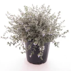 Teucrium Fruticans - Pot Ø 26 Cm