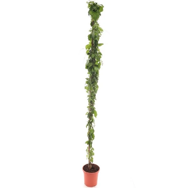 Duranta Erecta - Pot Ø 20 Cm 2 Duranta Erecta - Pot Ø 20 Cm - Afbeelding 2