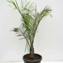 Dypsis Decaryi - Totale Hoogte 90-110 Cm - Pot Ø 20 Cm -Aanbiedingen Boom Licht Winkel 1974172440
