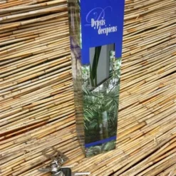 Dypsis Decaryi - Totale Hoogte 90-110 Cm - Pot Ø 20 Cm -Aanbiedingen Boom Licht Winkel 1974172443