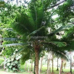 Ravenea Rivularis - Totale Hoogte 200+ Cm - Pot Ø 40 Cm [pallet] -Aanbiedingen Boom Licht Winkel 1974179184