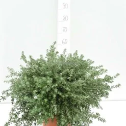 Westringia Fruticosa - Totale Hoogte 40-50 Cm - Pot Ø 22 Cm -Aanbiedingen Boom Licht Winkel 1975069899