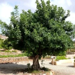 Ceratonia Siliqua - Pot Ø 26 Cm [pallet] -Aanbiedingen Boom Licht Winkel 1975144737