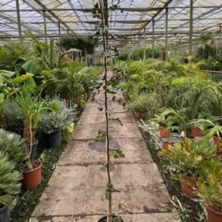 Ceratonia Siliqua - Pot Ø 26 Cm [pallet] -Aanbiedingen Boom Licht Winkel 1975144740